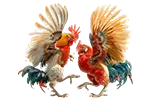 Cockfight